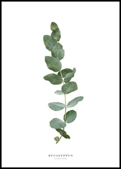 Eucalyptus Petite